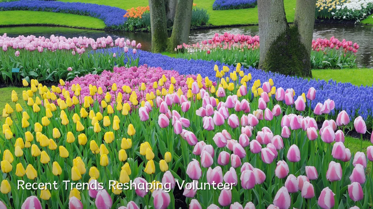 Recent Trends Reshaping Volunteer